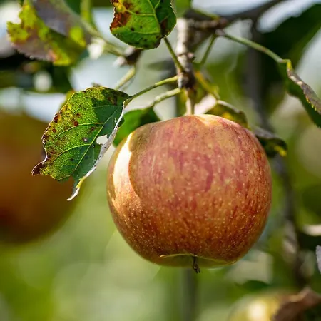 Apartment Metzler - Blick Auf Berge *